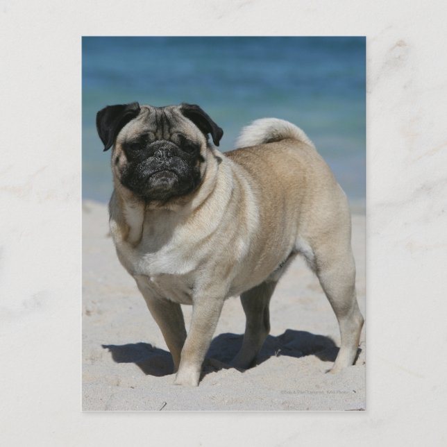 Postal Fawn Pug en la playa (Anverso)