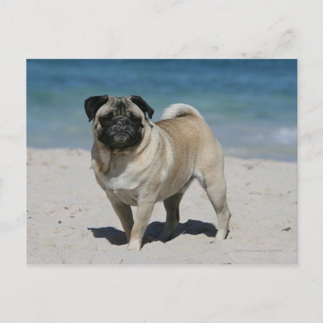 Postal Fawn Pug en la playa (Anverso)