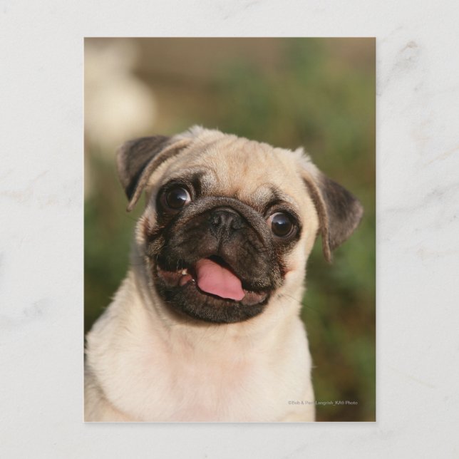Postal Fawn Pug Puppy (Anverso)