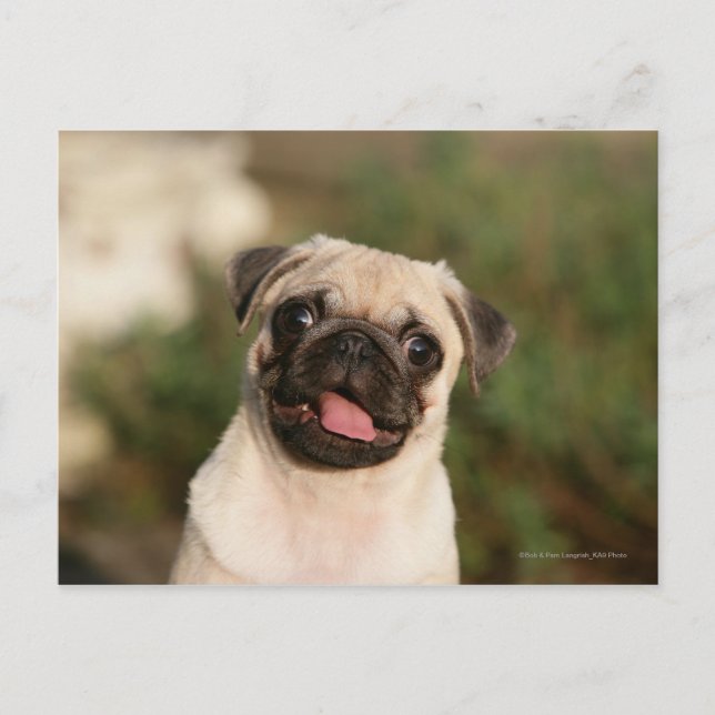 Postal Fawn Pug Puppy (Anverso)