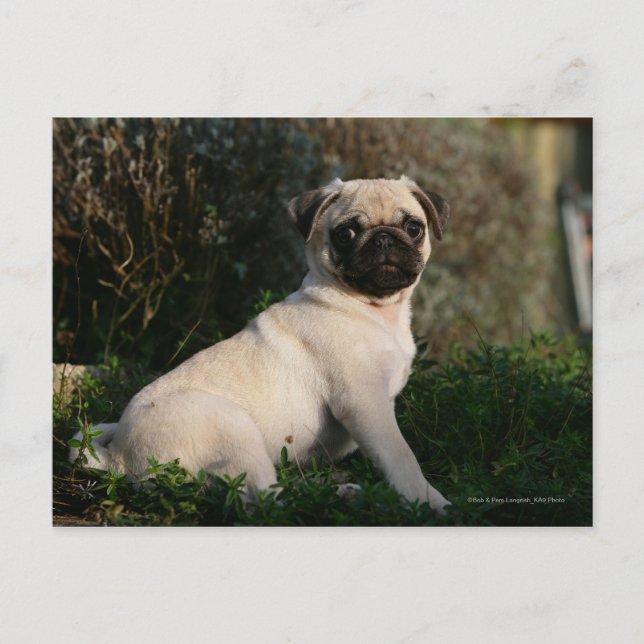 Postal Fawn Pug Puppy Sitting (Anverso)