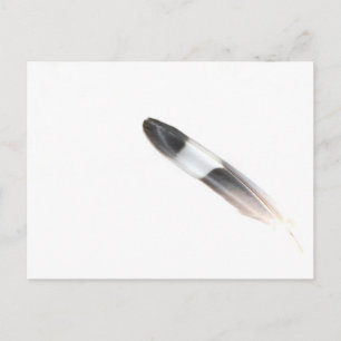 Postal Feather