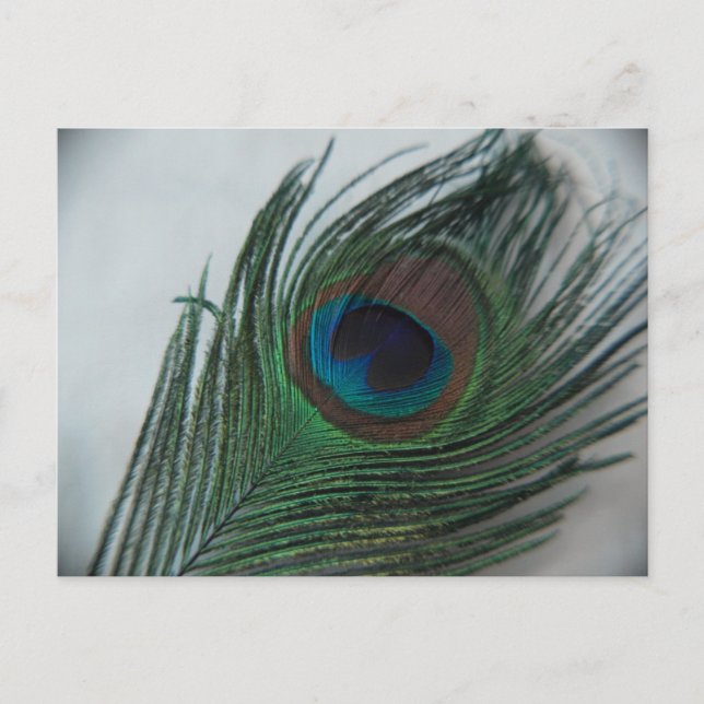 Postal Feather Romantic Peacock (Anverso)