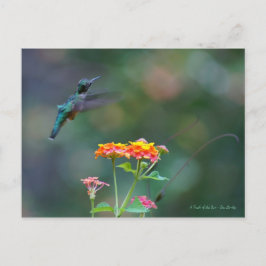 Postal Feathers desolados ~ Hummingbird volando