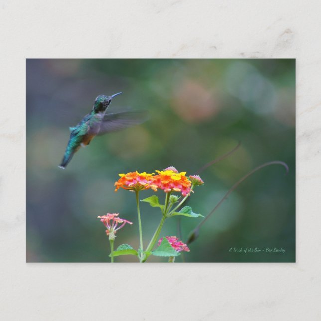 Postal Feathers desolados ~ Hummingbird volando (Anverso)