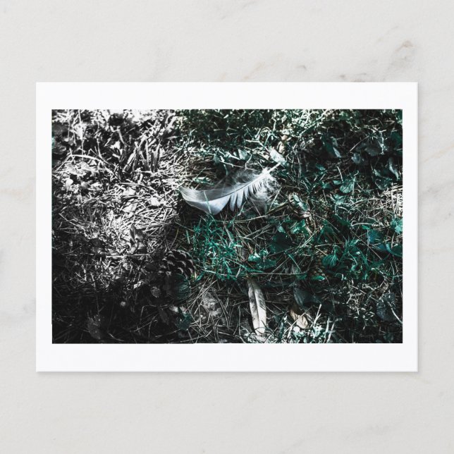 Postal Feathers in the Woods by Jeffrey H. Thornton:  (Anverso)