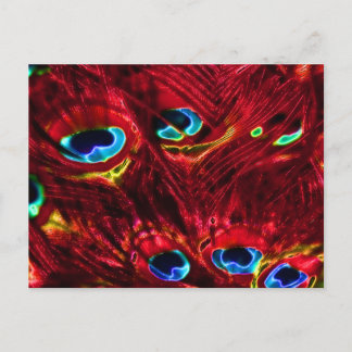 Postal Feathers Red Electro Peacock