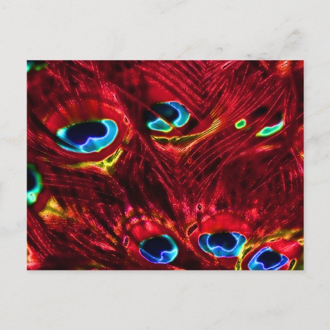 Postal Feathers Red Electro Peacock (Anverso)