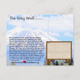 Postal Feb25k-El lobo gris está en peligro en California
