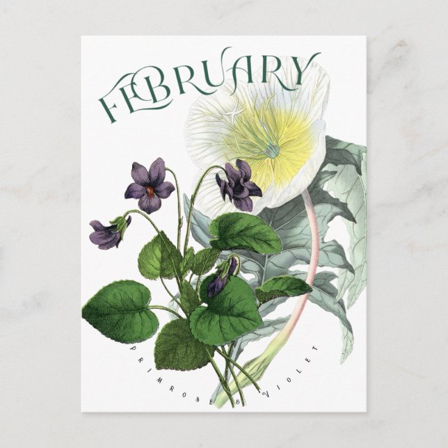 Postal Febrero Flores Primrose y Violet Fancy (Anverso)