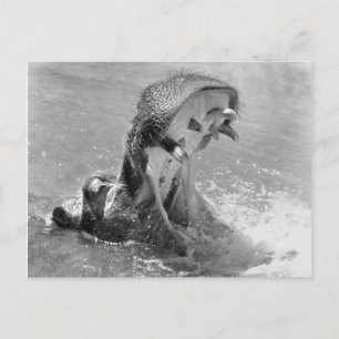 Postal Feed Me Hippo Postcard