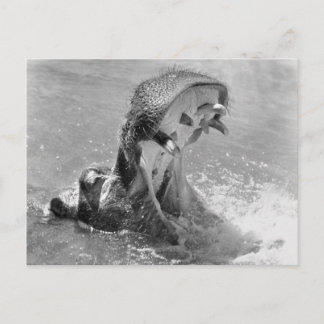 Postal Feed Me Hippo Postcard