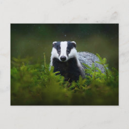 Postal Feisty Badger