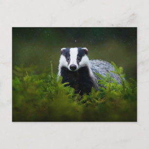 Postal Feisty Badger
