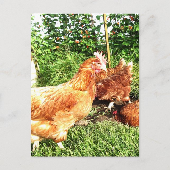 Postal Felices gallinas de campo libre a batería (Anverso)