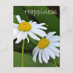 Postal Felicidad Daisies