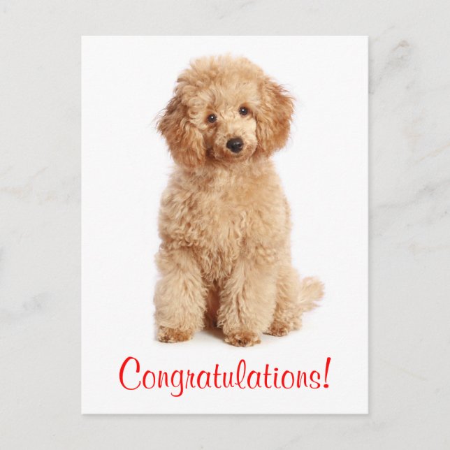 Postal Felicitaciones Apricot Poodle Puppy Dog Postcard (Anverso)