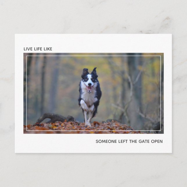 Postal Felicitaciones por la graduación moderna de perros (Anverso)