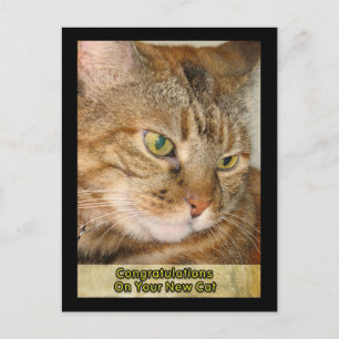 Postal felicitaciones por su nuevo gato