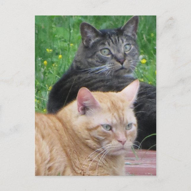 Postal Feline Duo (Anverso)
