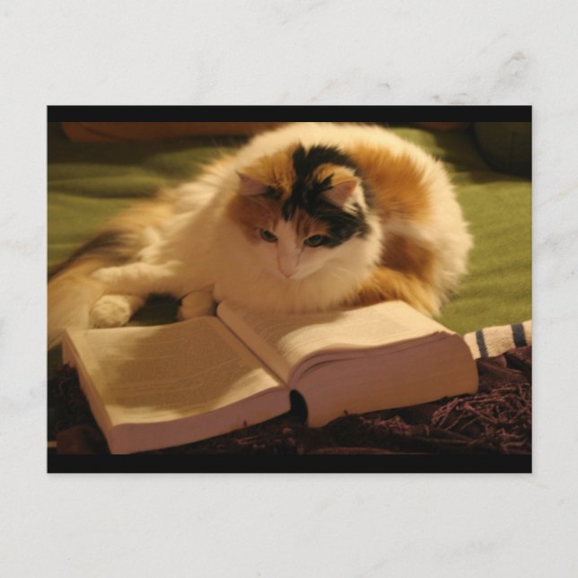 Postal Feline Lincoln (Anverso)