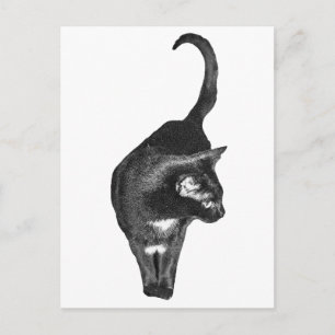 Postal Felino Sombreado Se Alegra