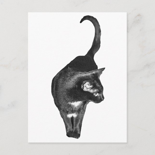 Postal Felino Sombreado Se Alegra (Anverso)