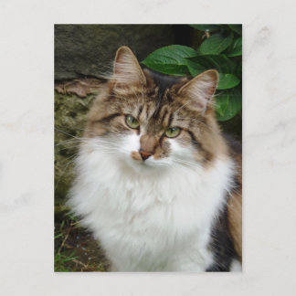 Postal Félix en modo reflexivo