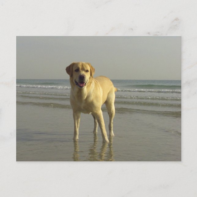 Postal Feliz (Anverso)