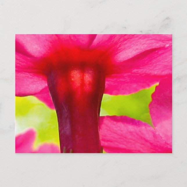 Postal Feliz, alegre, flor rosa (Anverso)