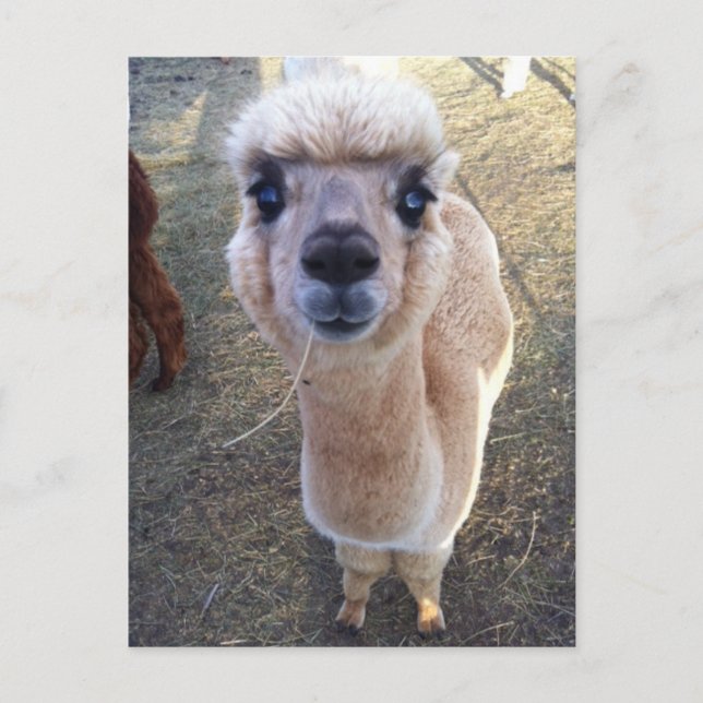 Postal Feliz alpaca dice hola (Anverso)
