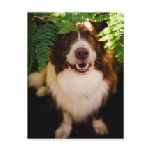 Feliz Border Collie Rojo Espiando a Través de Hele