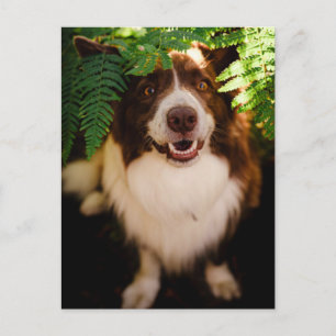 Postal Feliz Border Collie Rojo Espiando a Través de Hele