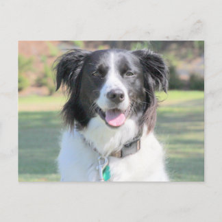 Postal Feliz Cierre De Perro Negro Y Blanco