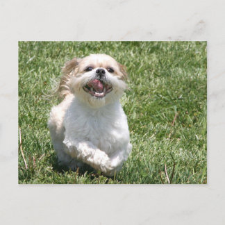 Postal Feliz correr a Shih Tzu