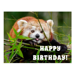 Tarjetas De Cumpleanos Panda Horizontales Zazzle Es