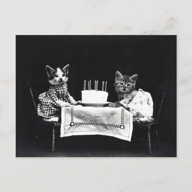 Postal Feliz cumpleaños a Meow | Kitties con pastel (Anverso)