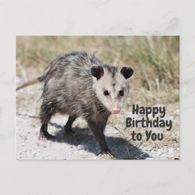 Postal Feliz Cumpleaños a ti lindo opossum andante  (Anverso)
