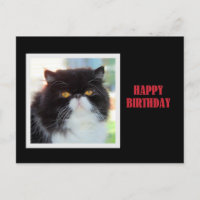 Feliz cumpleaños al gato persa