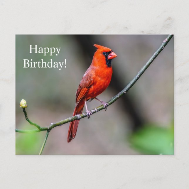 Postal Feliz cumpleaños Cardinal Postcard (Anverso)