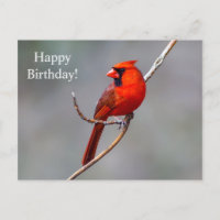 Feliz cumpleaños Cardinal Postcard