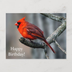 Postal Feliz cumpleaños Cardinal Postcard