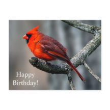 Feliz cumpleaños Cardinal Postcard