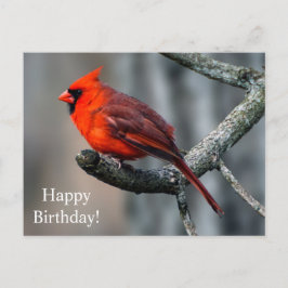 Postal Feliz cumpleaños Cardinal Postcard