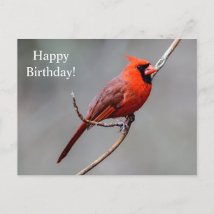 Postal Feliz cumpleaños Cardinal Postcard