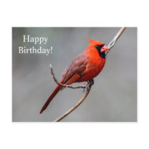 Feliz cumpleaños Cardinal Postcard