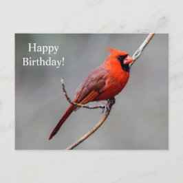 Postal Feliz cumpleaños Cardinal Postcard