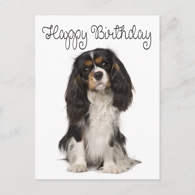 Postal Feliz cumpleaños Cavalier King Charles Spaniel (Anverso)