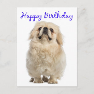 Postal Feliz cumpleaños Cream Pekingese cachorro azul