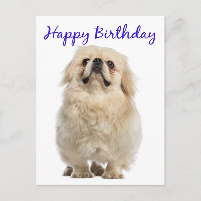 Postal Feliz cumpleaños Cream Pekingese cachorro azul (Anverso)